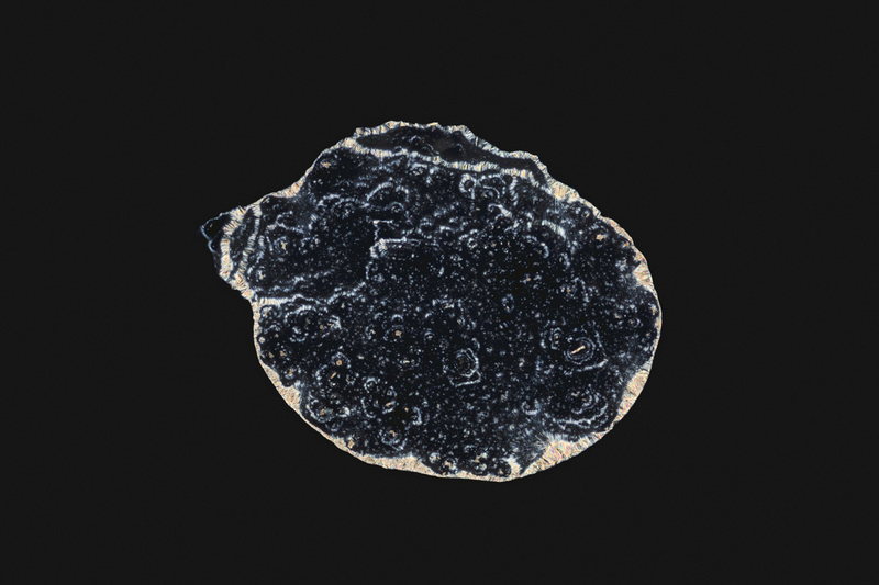 Illustration for article titled Narcotics and Medicines Look Beautiful Under a Microscope